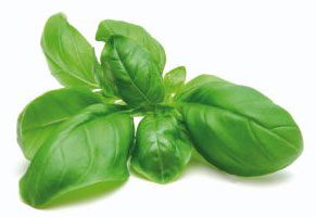 basilico