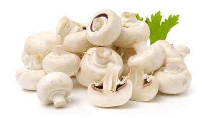 funghi champignon
